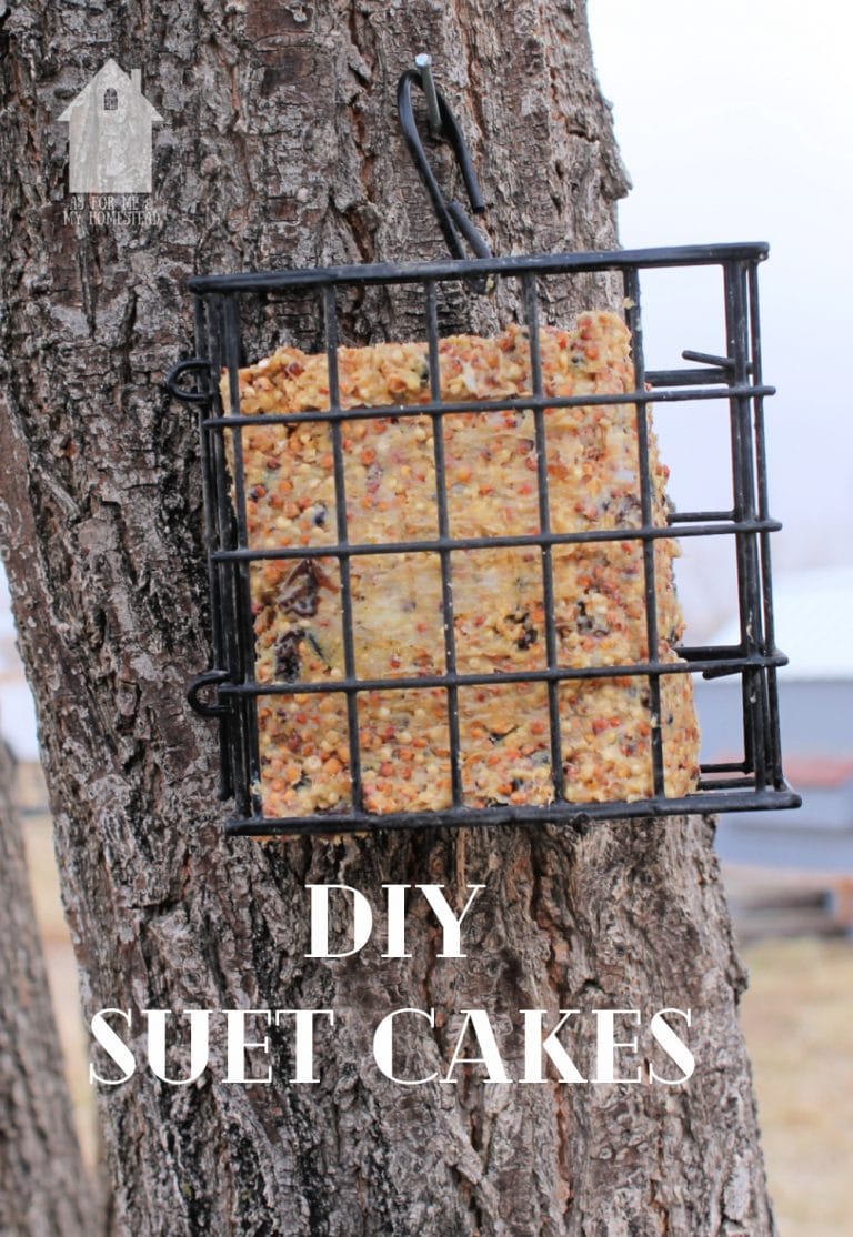 DIY Suet Cakes As For Me and My Homestead